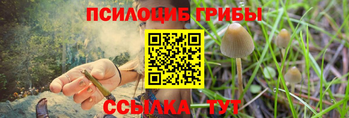 Псилоцибиновые грибы Psilocybe Магнитогорск